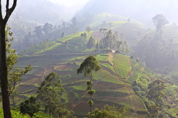 Paysages Sri Lanka Plantations Thé Dans Les Montagnes — Photo