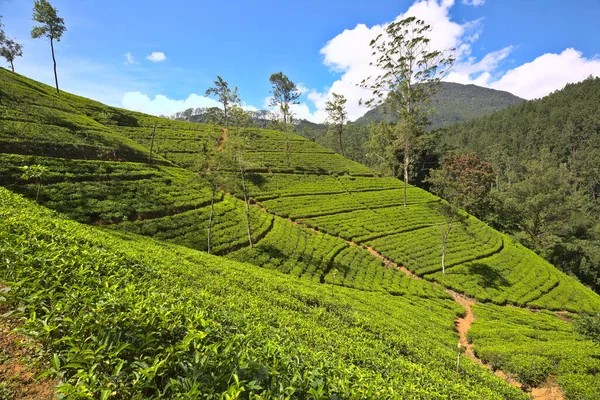 Groene Natuurlijke Landschappen Theeplantage Sri Lanka — Stockfoto