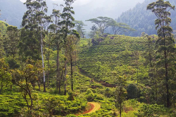 Gröna Naturliga Landskap Tea Plantage Sri Lanka — Stockfoto