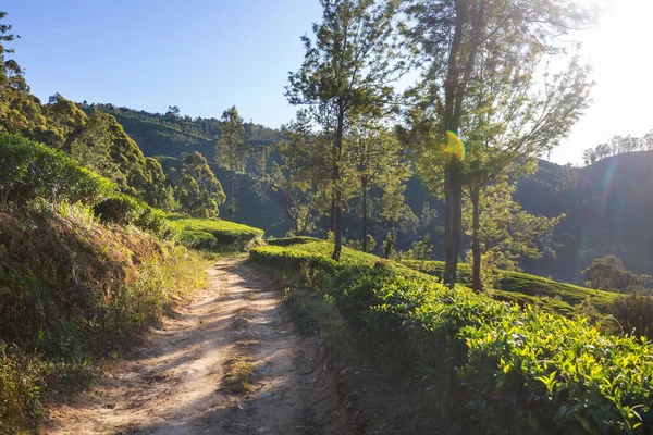 Gröna Naturliga Landskap Tea Plantage Sri Lanka — Stockfoto