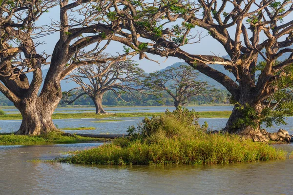 Hermosos Paisajes Naturales Sri Lanka Árboles Grandes Lago —  Fotos de Stock