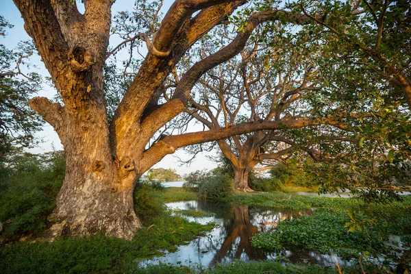 Piękne Naturalne Krajobrazy Sri Lance Duże Drzewa Nad Jeziorem — Zdjęcie stockowe