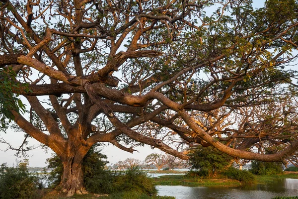 スリランカの美しい自然景観 湖の上の大きな木 — ストック写真