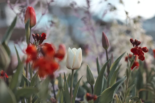 Våren Blomma Fältet Vackra Våren Bakgrund Tulpaner Vårträdgård Jordbruk Och — Stockfoto