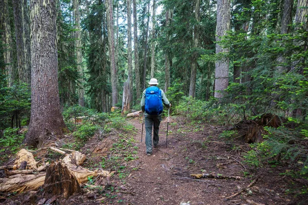 Man Escursioni Baia Sentiero Nella Foresta Natura Escursioni Piacere Viaggio — Foto Stock