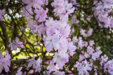 Şu yeni gelişen ağaç bahar bahçe. Bahar kavramsal arka plan.