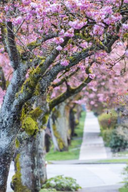 Sakura Kirazı sokağın ortasında çiçek açıyor.