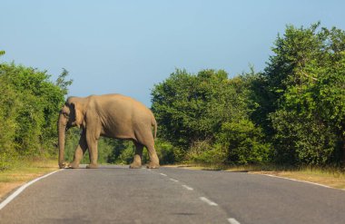 Yolda duran Sri Lanka fili