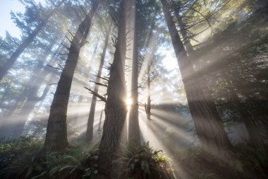 Yeşil ormanda güneşli bir günde ışıldar
