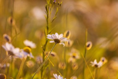 Çiçek çayırında güneşli bir gün. Güzel doğal arka plan. Doğadaki yabani bitkiler.