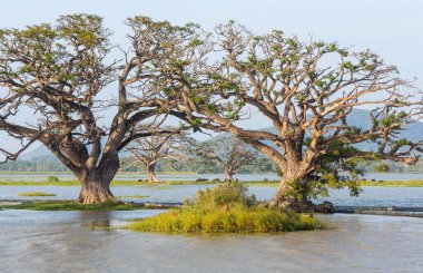 Sri Lanka 'daki güzel doğal manzaralar. Göldeki büyük ağaçlar.