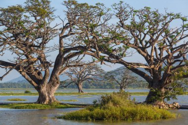 Sri Lanka 'daki güzel doğal manzaralar. Göldeki büyük ağaçlar.
