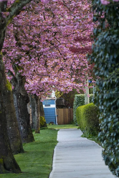 Sakura Cherry Blossoming Alley Street — Stock Photo, Image