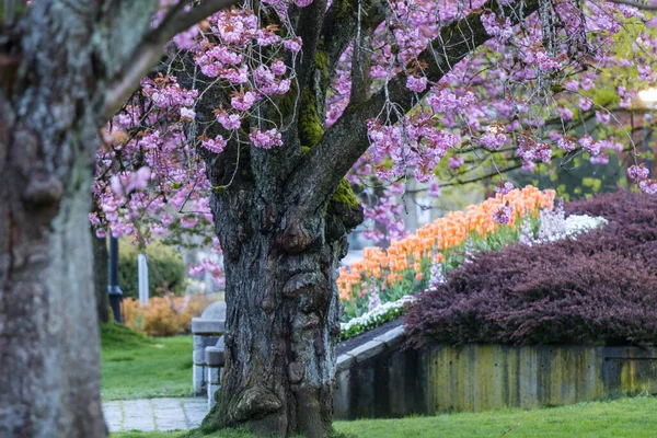 Sakura Cseresznyevirágzó Sikátor Utcán — Stock Fotó