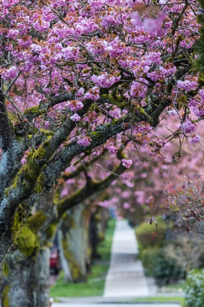 Sakura Kirazı sokağın ortasında çiçek açıyor.