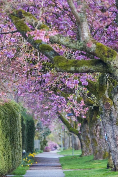 Sakura Kirazı Sokağın Ortasında Çiçek Açıyor — Stok fotoğraf