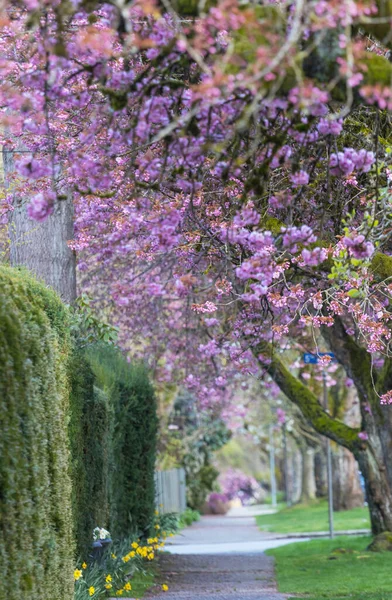 Sakura Kirazı sokağın ortasında çiçek açıyor.
