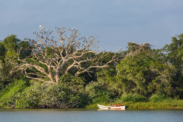 Safari Barco Lago Asia Sri Lanka —  Fotos de Stock