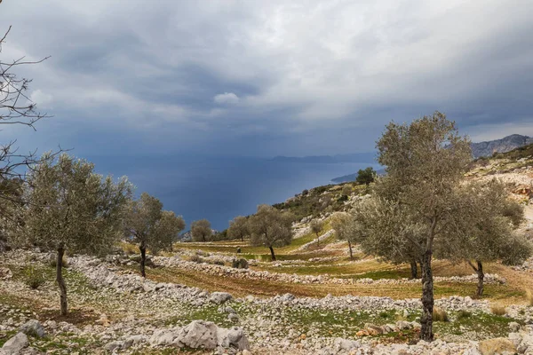 Teraslı tarlalar ve hindinin içinde zeytin ağaçları.
