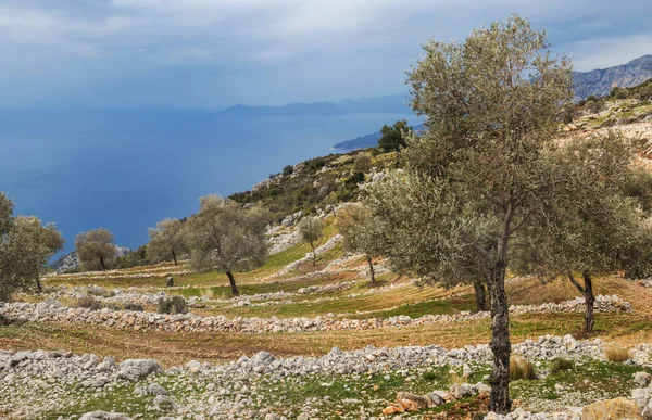 Teraslı tarlalar ve hindinin içinde zeytin ağaçları.