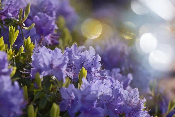 Primo Piano Dei Bellissimi Fiori Adatto Sfondo Floreale — Foto Stock