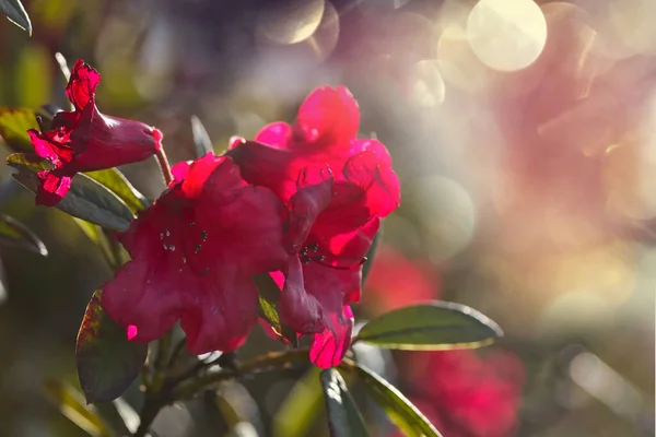 Close Shot Beautiful Flowers Suitable Floral Background — Stock Photo, Image