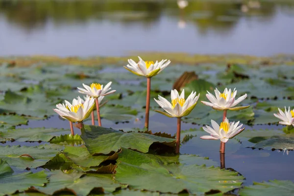Lotus Tropischen Teich — Stockfoto