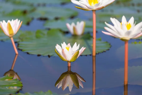 Lotus Tropischen Teich — Stockfoto
