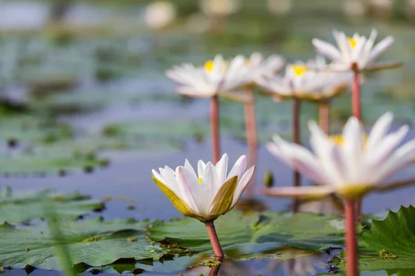 Lotus Dans Étang Tropical — Photo