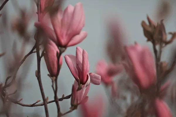 Fond Printanier Magnolia Fleurs Sont Fleurs Sous Ciel Bleu — Photo