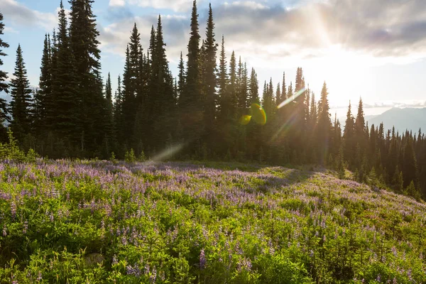 Prairie Montagne Par Temps Ensoleillé Paysage Naturel Été — Photo