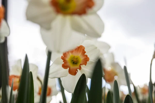 Narcyz Kwiaty Sezonie Wiosennym — Zdjęcie stockowe