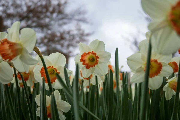 Narzissen Blühen Frühling — Stockfoto