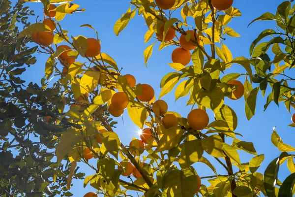Kwitnące Drzewo Pomarańczowe Niebieskim Tle — Zdjęcie stockowe