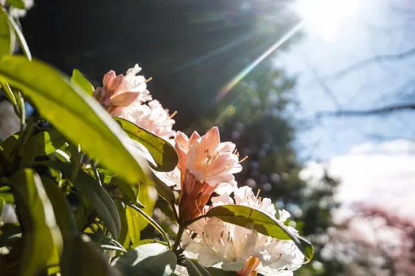 Hermosas Flores Primavera Jardín Fondo Natural Estacional — Foto de Stock