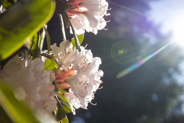Prachtige Lentebloemen Tuin Seizoen Natuurlijke Achtergrond — Stockfoto