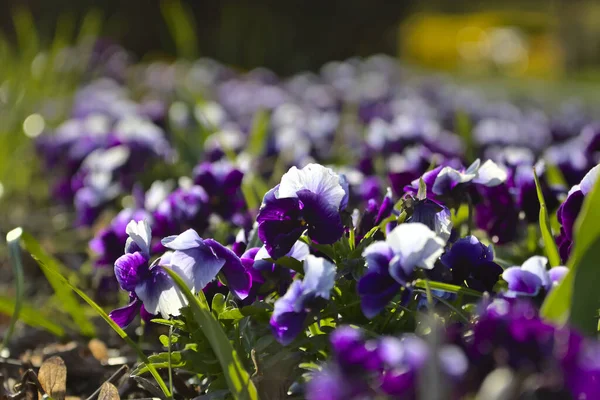 Schöne Frühlingsblumen Garten Natürlicher Saisonaler Hintergrund — Stockfoto
