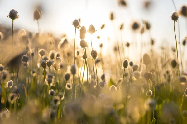 Słoneczny Dzień Łące Kwiatów Piękne Naturalne Tło Dzikie Rośliny Przyrodzie — Zdjęcie stockowe