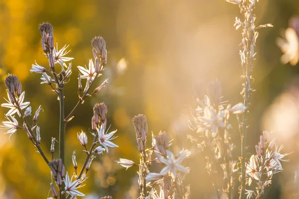 阳光灿烂的日子在花草甸上 美丽的自然背景自然界中的野生植物 — 图库照片