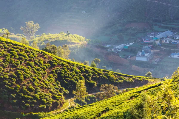 Paesaggi Naturali Verdi Piantagione Sri Lanka — Foto Stock