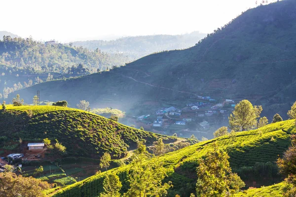 Gröna Naturliga Landskap Tea Plantage Sri Lanka — Stockfoto