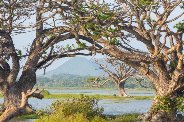 Beautiful Natural Landscapes Sri Lanka Big Trees Lake — стоковое фото
