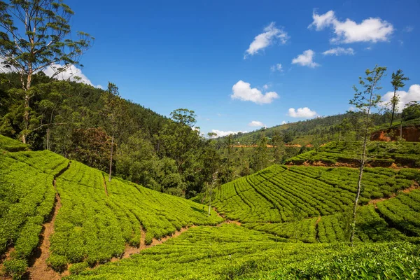 绿色自然景观 斯里兰卡茶园 — 图库照片