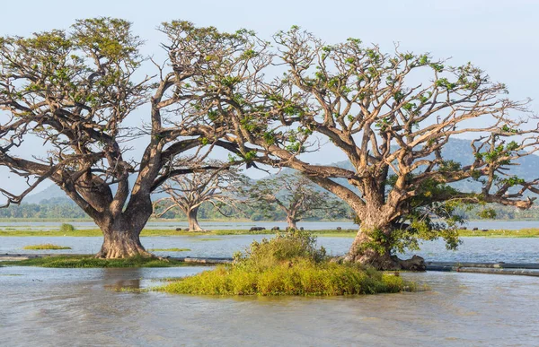 Sri Lanka 'daki güzel doğal manzaralar. Göldeki büyük ağaçlar.