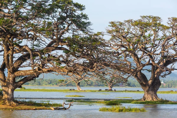 Beautiful Natural Landscapes Sri Lanka Big Trees Lake — стоковое фото