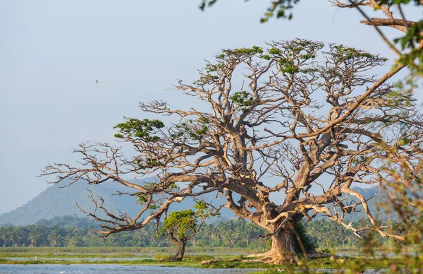スリランカの美しい自然景観 湖の上の大きな木 — ストック写真