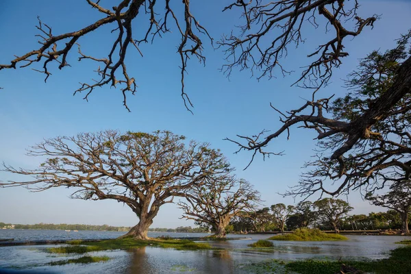 Hermosos Paisajes Naturales Sri Lanka Árboles Grandes Lago —  Fotos de Stock