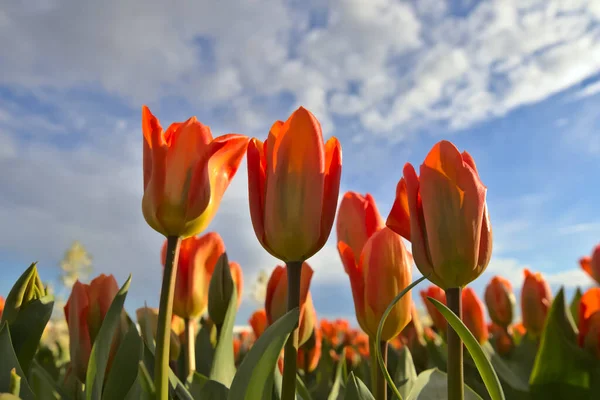 Groep Van Kleurrijke Tulp Voorjaarstuin Heldere Kleurrijke Tulp Foto Achtergrond — Stockfoto