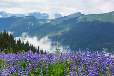 Güneşli bir günde dağ çayırı. Doğal yaz manzarası.