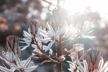 Yaz otlağında yabani çiçekler